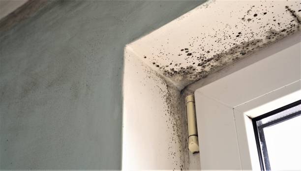 Best Basement Mold Removal  in USA